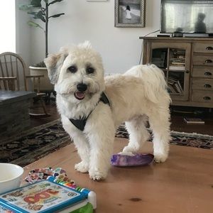 Meet your Posher, Phoebe